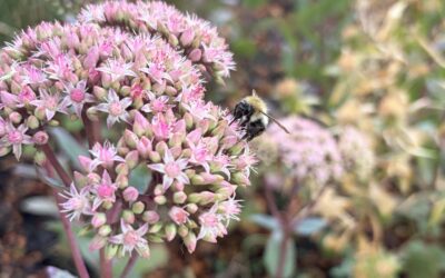 Merriments Gardens invites visitors to enjoy autumn colour, wildlife and seasonal café treats